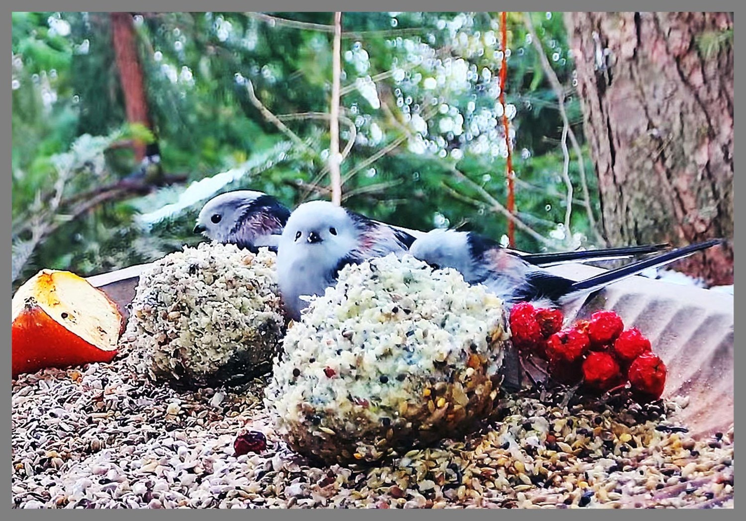 livebirdspoland_a56f5a26f6754b5d88f2130aacf47ea2.jpg