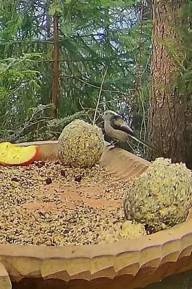 livebirdspoland_d25d63ee3d42d3e6fa3699d50624d492.jpg