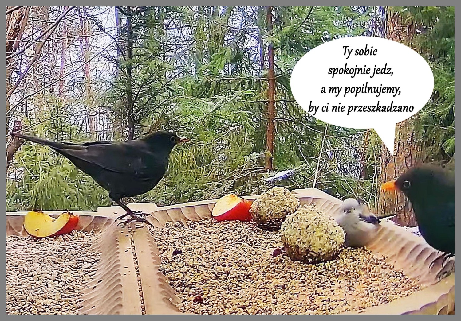 livebirdspoland_967f4ab7ff7ff850d8ad8f16737fb761.jpg