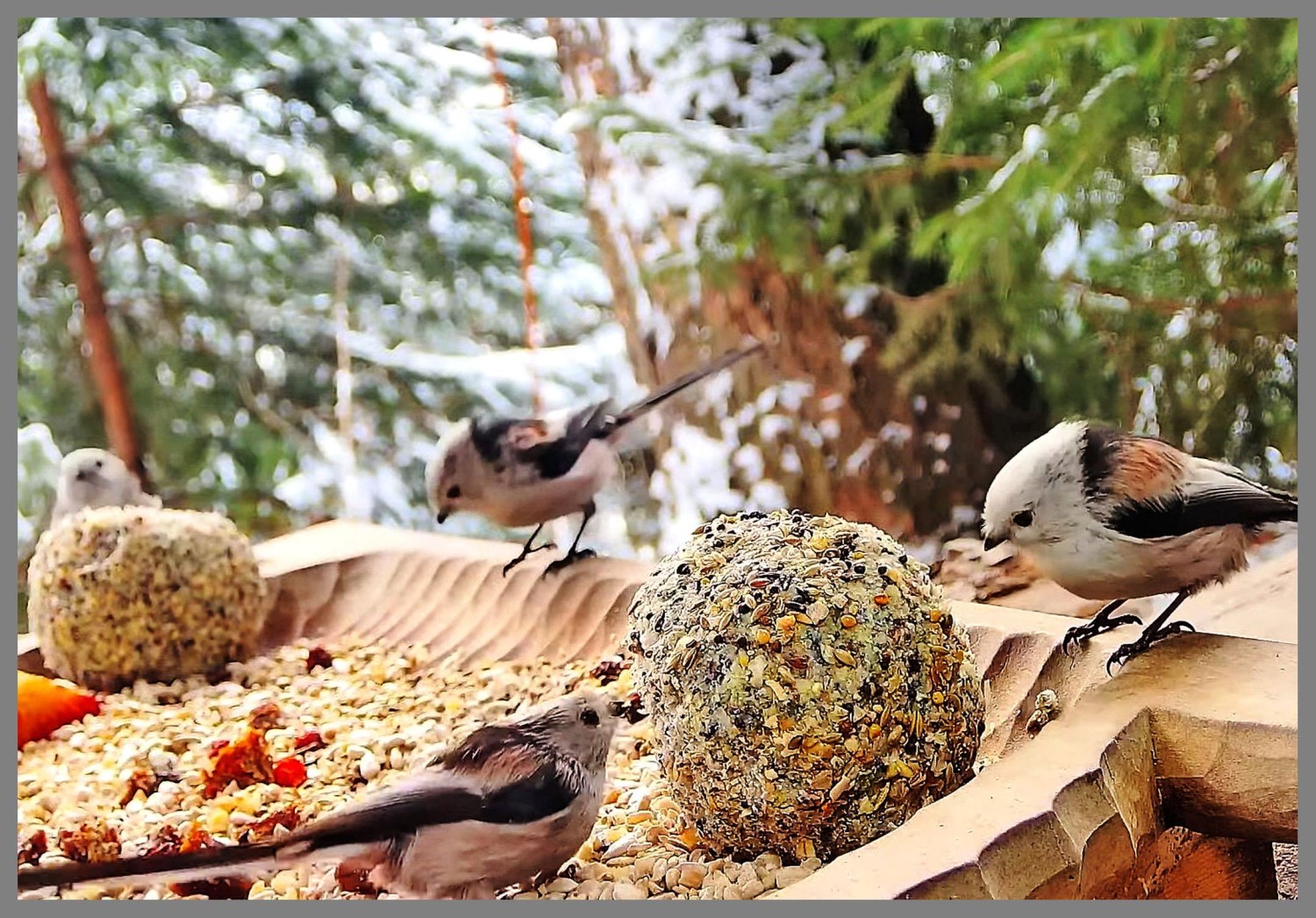 livebirdspoland_b4d9af847f5213dc9a0bd097cd5b7f26.jpg