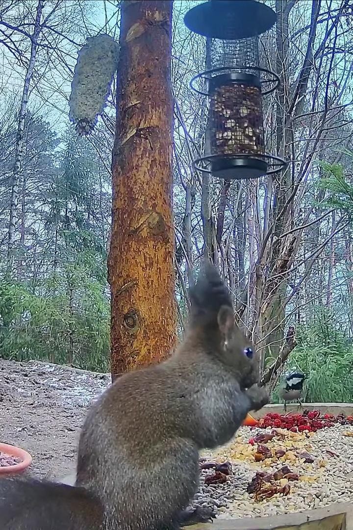 livebirdspoland_c39b7293699cf212255e9bf1d19b4ff9.jpg