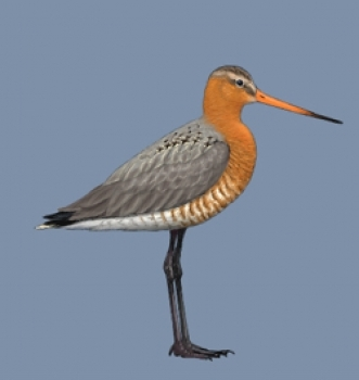 livebirdspoland_2855765bebc60589247f6d9af8506dd9 (1).png
