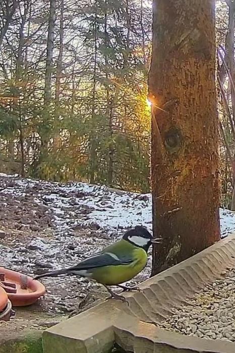 livebirdspoland_21c0be6e798fa82e4619d0c1d107b05f.jpg
