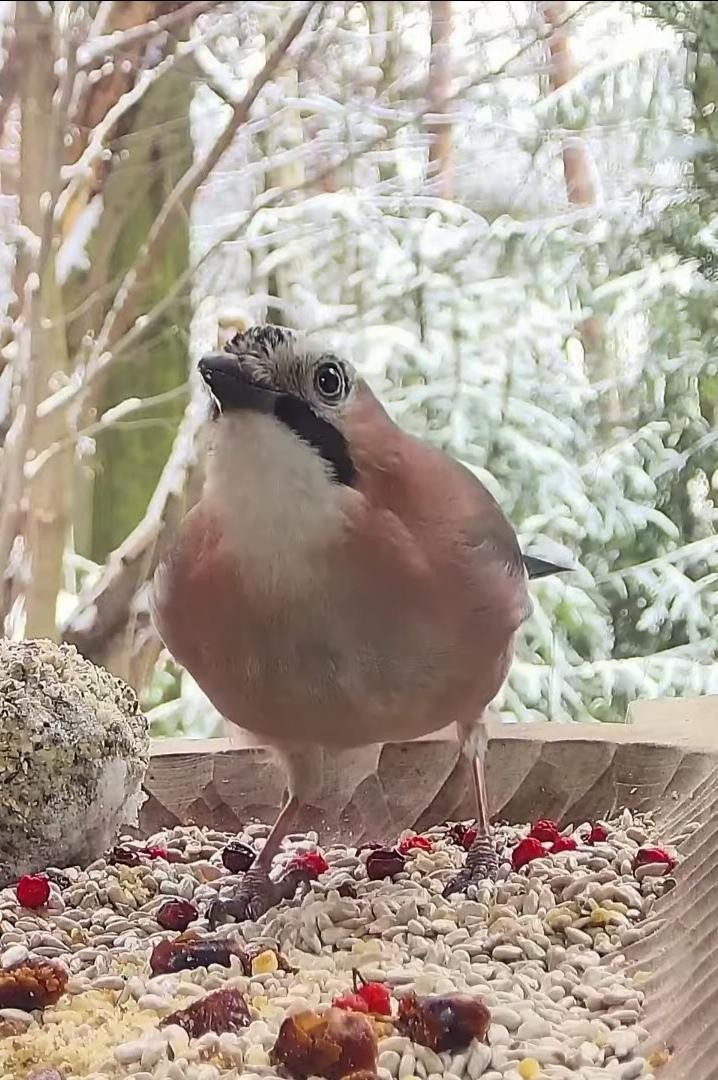 livebirdspoland_d683df34fa45337f29b49580ea9f1a3d.jpg
