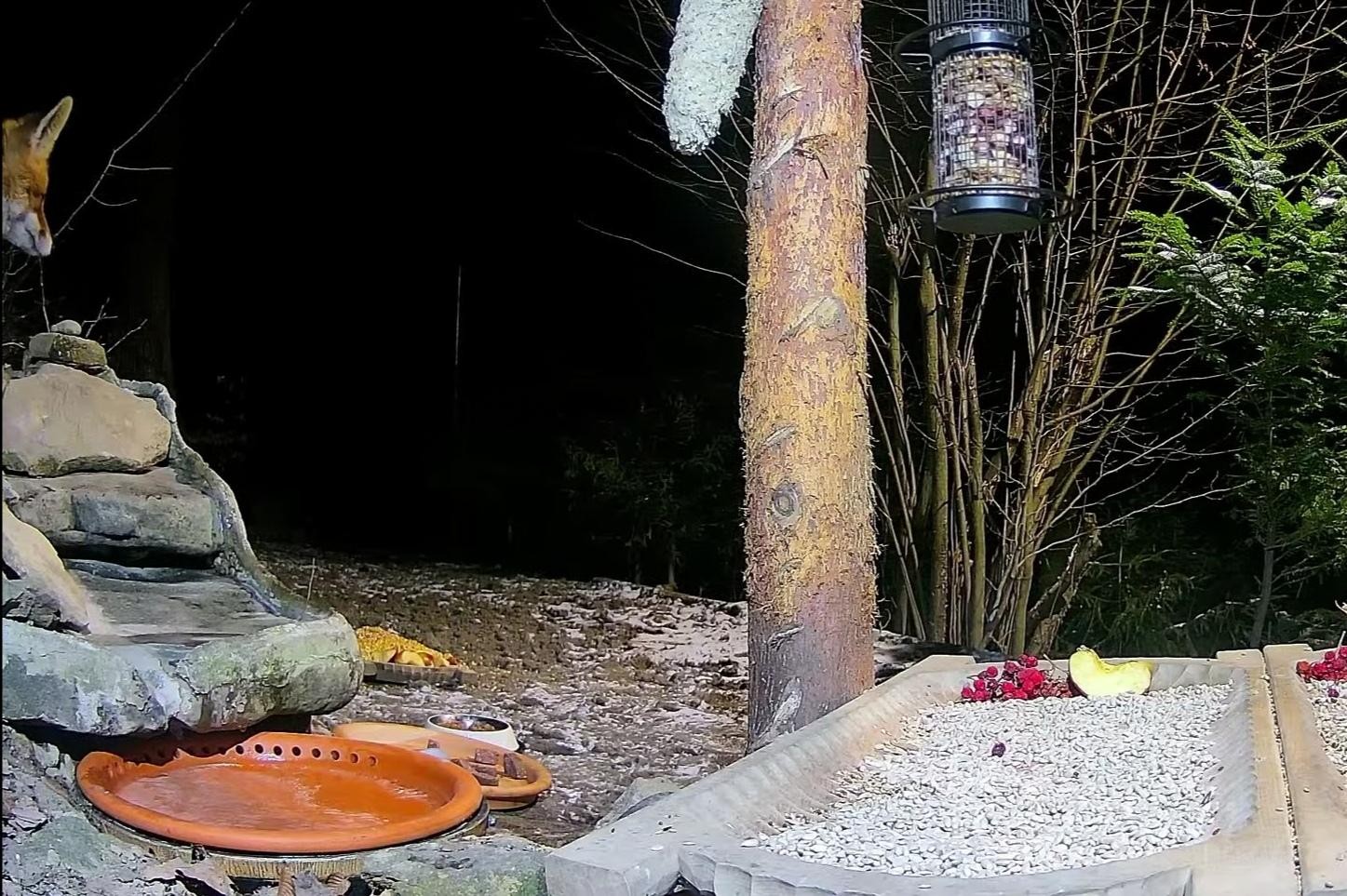 livebirdspoland_25daf1253212db681f14b64e1605c760.jpg
