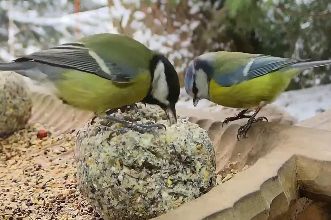 livebirdspoland_8b34083e170d90effab1515b824c3348.jpg