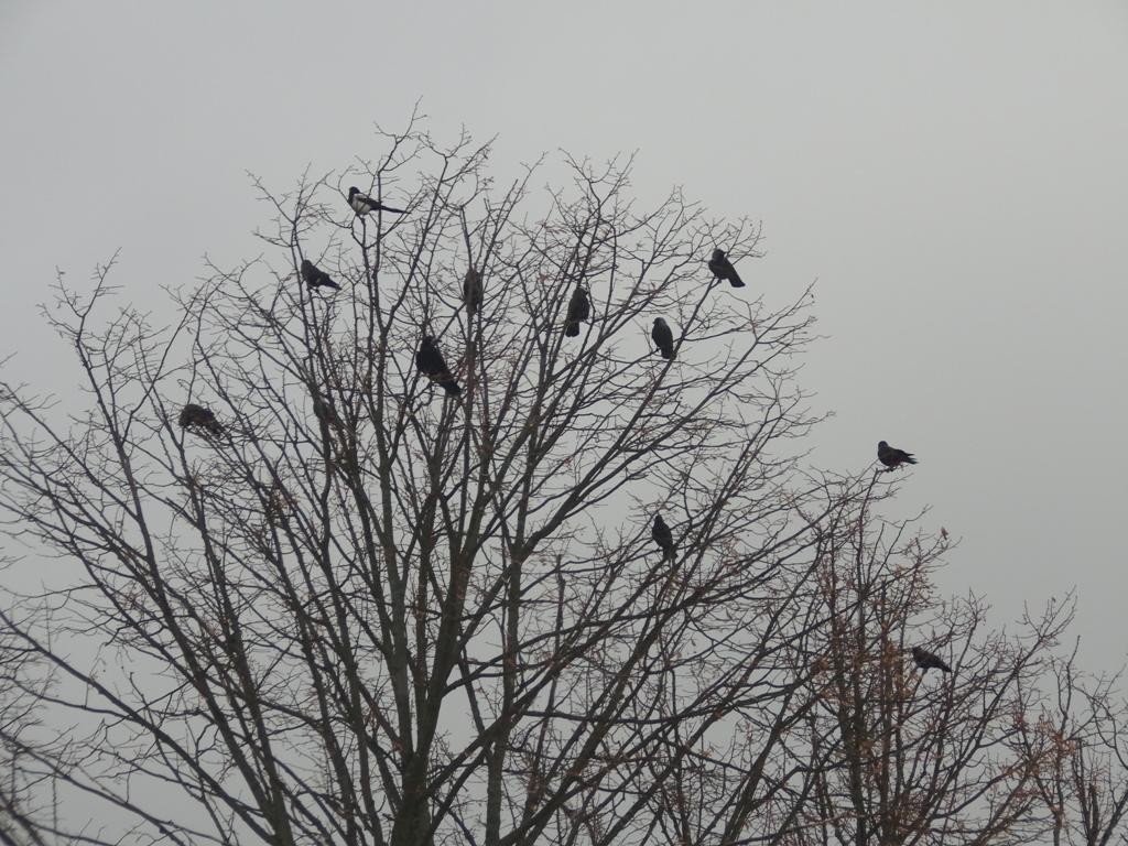 livebirdspoland_e1dd2e7c43f68081b7ce80311624b4de.jpg