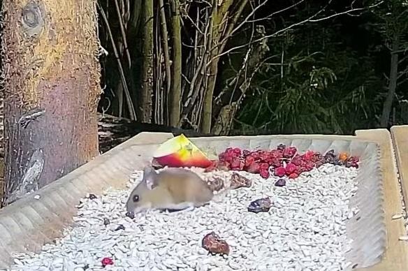 livebirdspoland_8098ebfdb4b4c772d5902f80fb7a339a.jpg