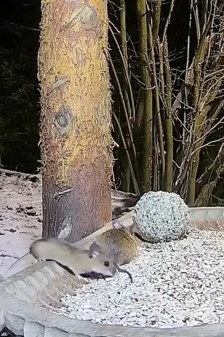 livebirdspoland_e6f04c251a4705841d11eb8c7e69caf3.jpg