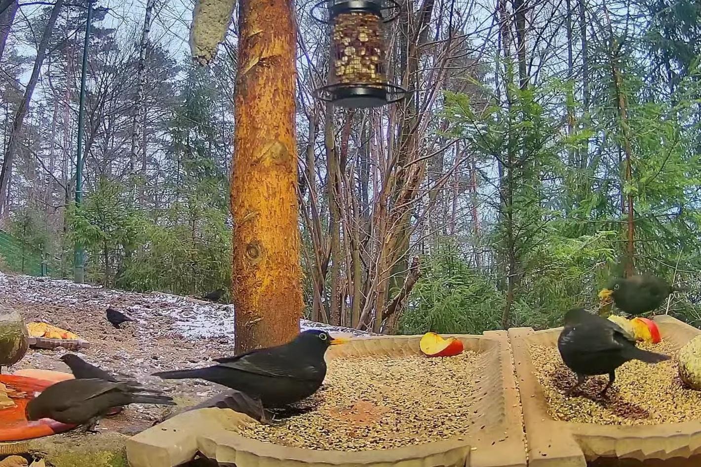 livebirdspoland_2f7753dc4a57a516d04bb74781850bf0.jpg