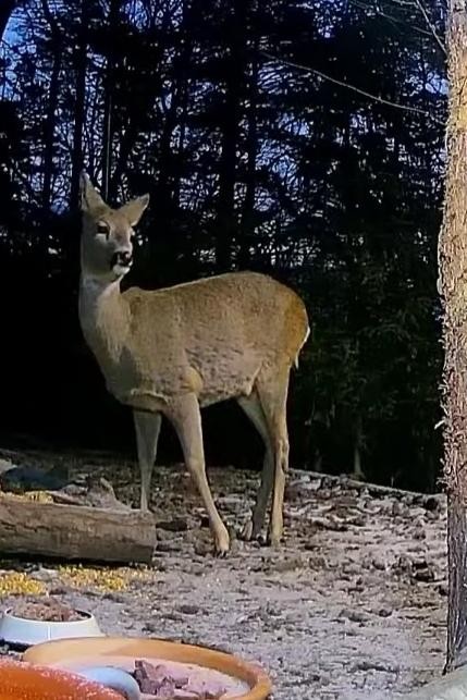 livebirdspoland_29d4e5db6c2a8f14630138228efd37d4.jpg
