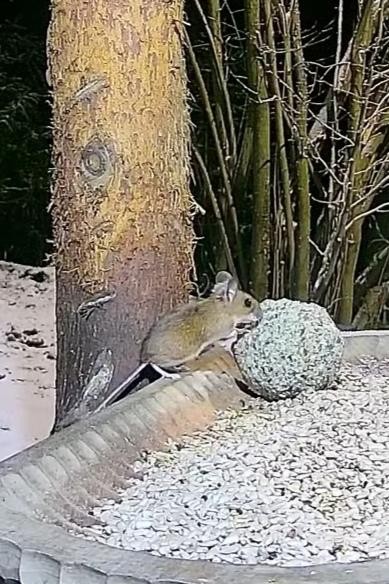 livebirdspoland_d14e66cf71ccb8fae97e7a1c3604524e.jpg