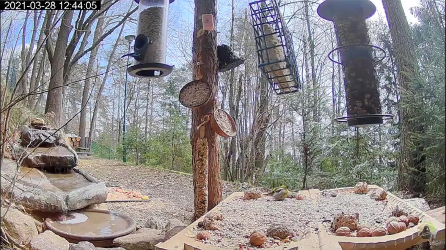 livebirdspoland_59ed95a3b138d96ef55e952daa8c4b21.jpg