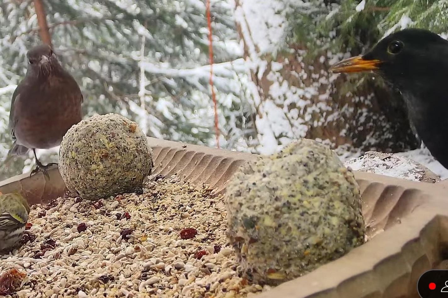 livebirdspoland_8cf03e586ef075844e656130f694e2c6.jpg