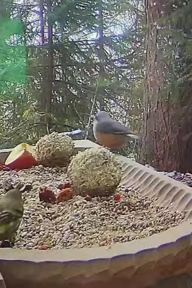 livebirdspoland_9e3576e32d7213f7ad80d259a22664d1.jpg