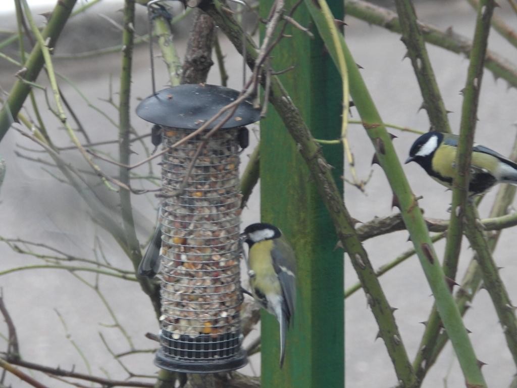 livebirdspoland_59ff048020fd8941ea329eb897c2e65b.jpg