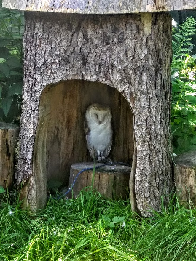 livebirdspoland_4694eef1253972f248a0a81aa56a5640.png