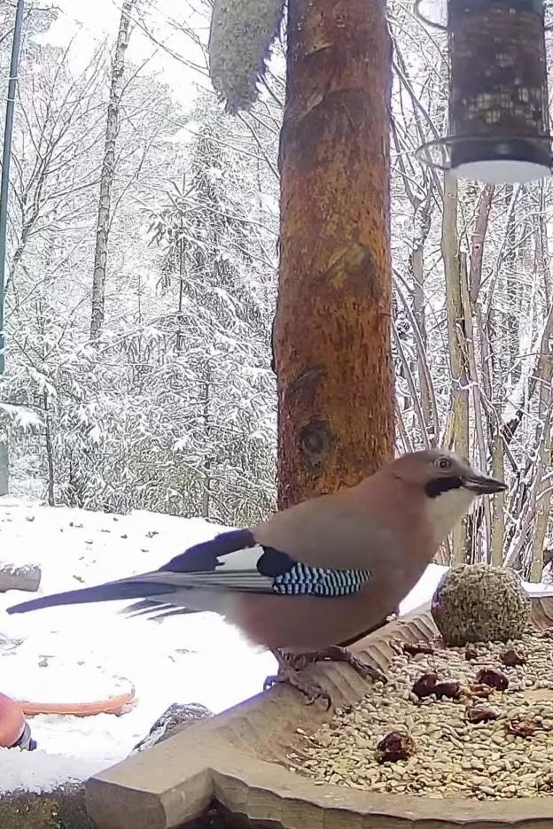 livebirdspoland_c1c9ffd2d0a13b0bd77b6fd84602923b.jpg