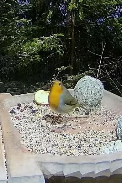 livebirdspoland_5a44ce66ed7ccbe1575772f4be144826.jpg
