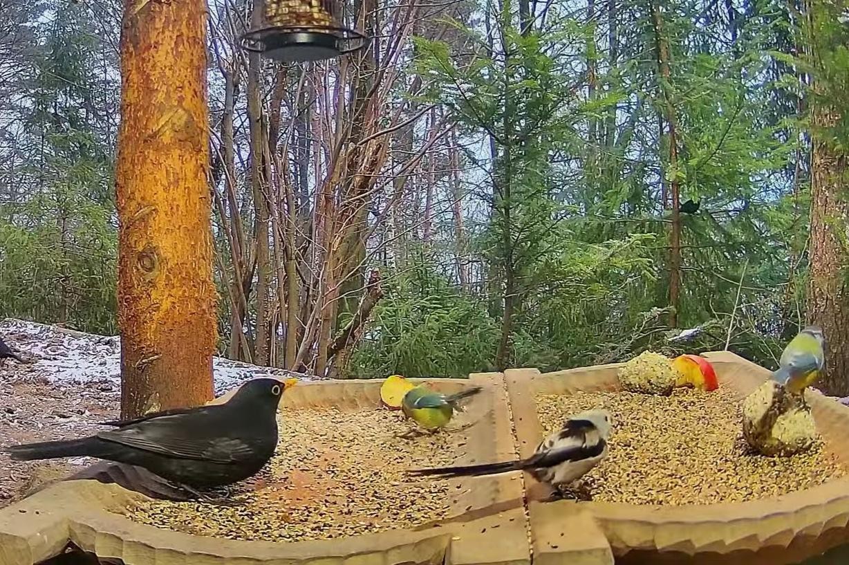 livebirdspoland_14b2a4a495f6d52b0e843ba6fb6c8c7f.jpg