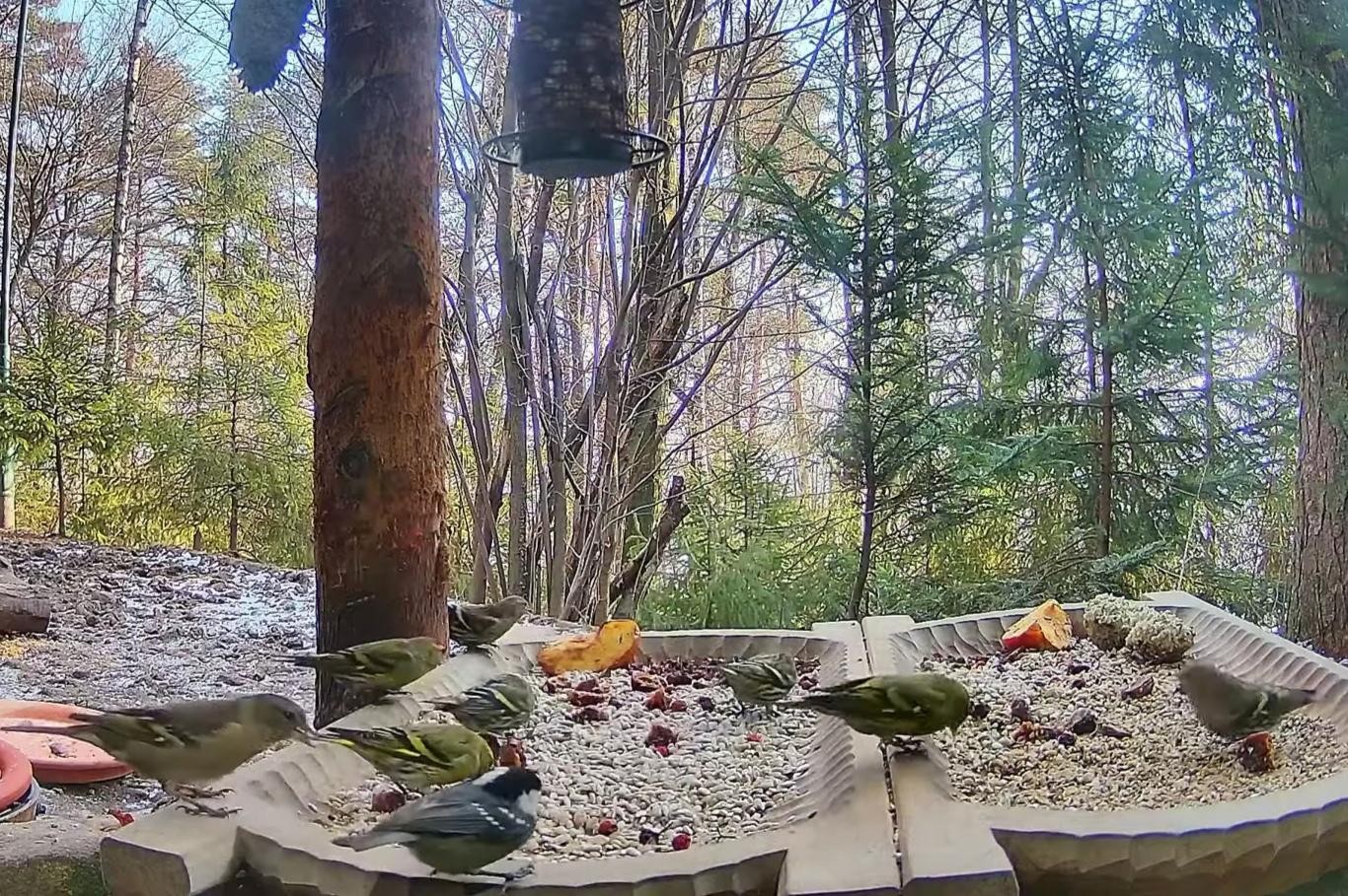 livebirdspoland_4bcb89084a4d3725e40319a921980135.jpg