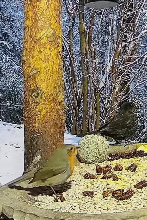 livebirdspoland_5ef092be404b480cd299b54a00c53a6a.jpg