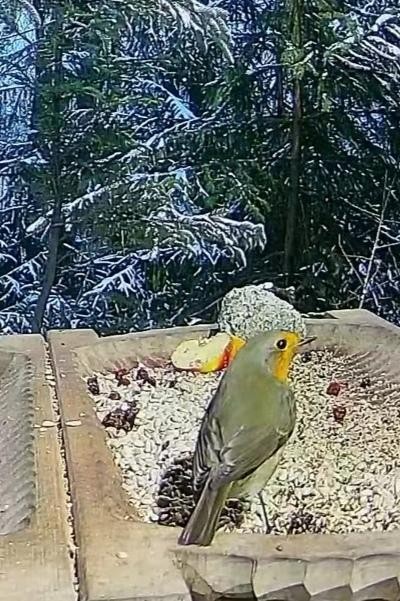 livebirdspoland_001cebcd26d38e1700c757705892e626.jpg