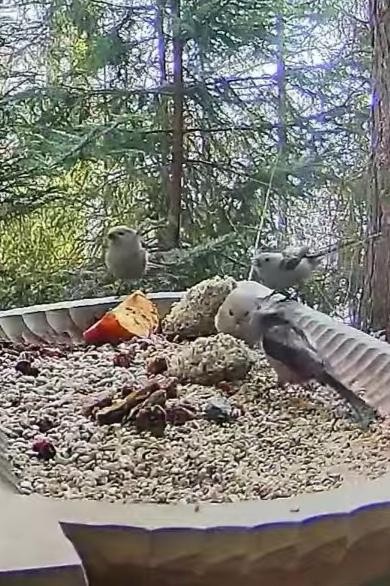 livebirdspoland_56228c41eb17fd62b7051aa9df4615ef.jpg