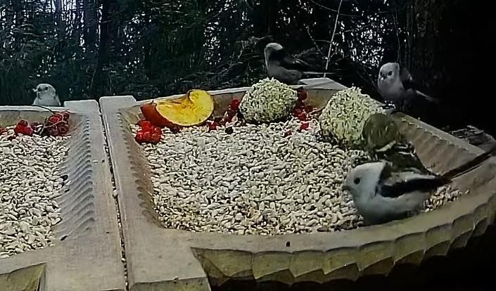 livebirdspoland_6d30000316b492595f41a25ccfd8a196.jpg
