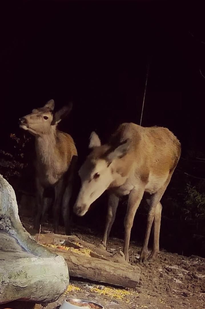 livebirdspoland_3067ad8b4bfab2366223d0152fc00876.jpg