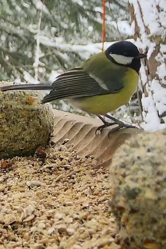 livebirdspoland_014f6f064a8c8982161dbcd6f7798dcc.jpg