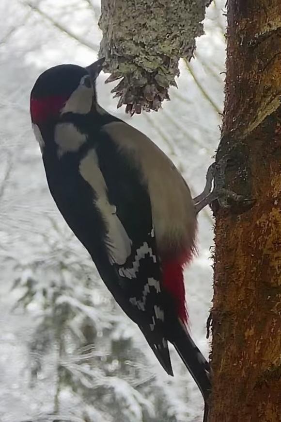 livebirdspoland_157fd66a99b0cdbb3b7ffe387e192fd6.jpg