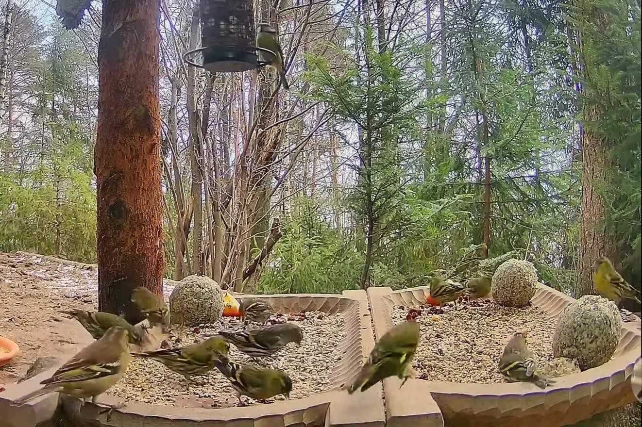 livebirdspoland_4e9c98e70ed2628a8a7b926c72642b18.jpg