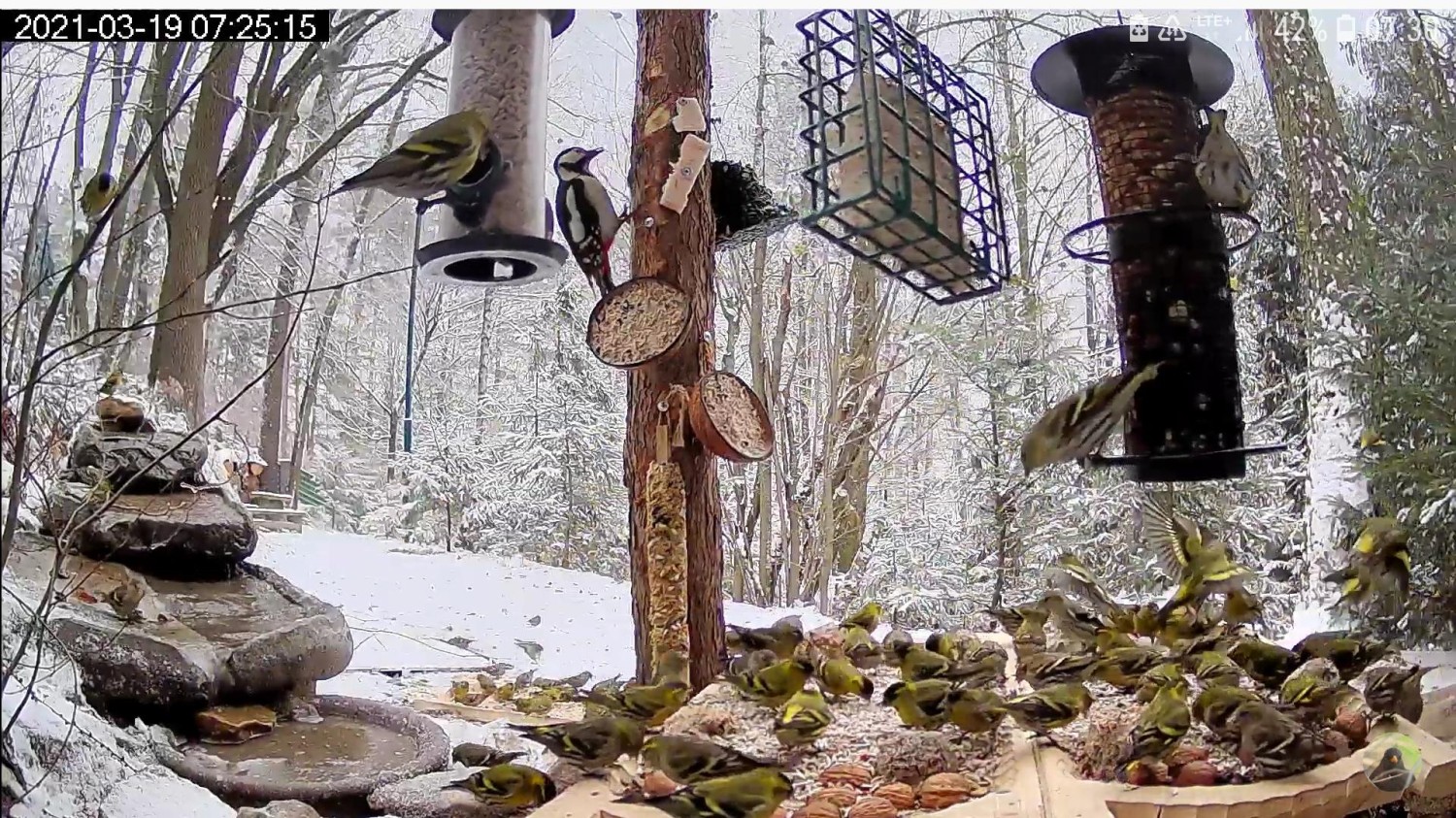 livebirdspoland_7d546636c6451644e26992365e62491d.jpg