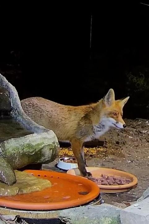 livebirdspoland_52b9bd417d17d4ac8783d8a6bf3ccbae.jpg