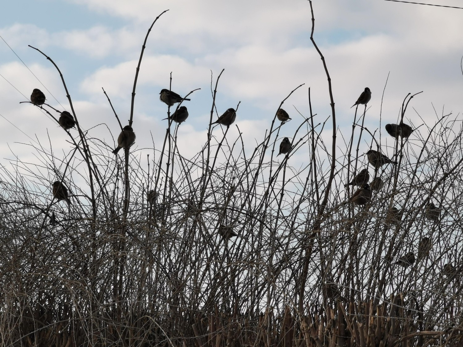 livebirdspoland_b0b10105e244cefe96bf9c28d11bbd0e.jpg