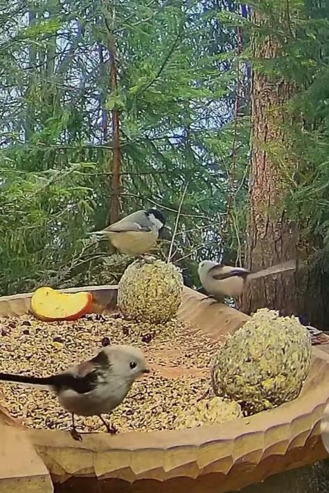 livebirdspoland_ed05caee827297a9d3f50684e72c7707.jpg