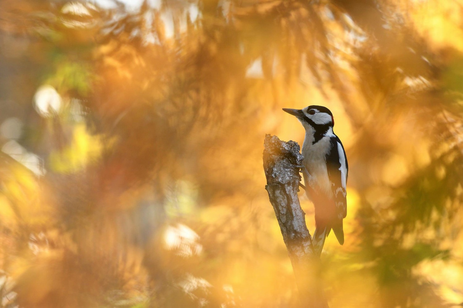 livebirdspoland_4048d95bac43005c41de0a6f68221028.jpg