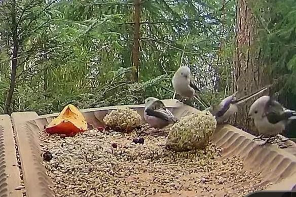 livebirdspoland_e14ba23d874e834fbd1f0a855c7d354e.jpg