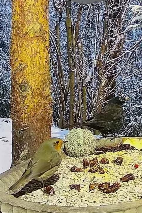 livebirdspoland_bdd57ae8d465f954e7865877e6a5c351.jpg