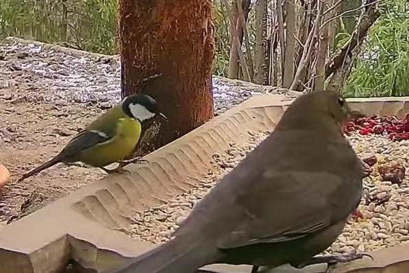 livebirdspoland_a1c788569458d4dda86fd28ad4a19575.jpg