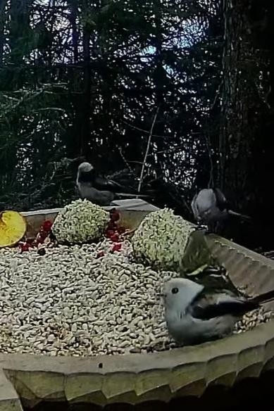 livebirdspoland_a384fe87453c7072fb987156eb5e5dac.jpg