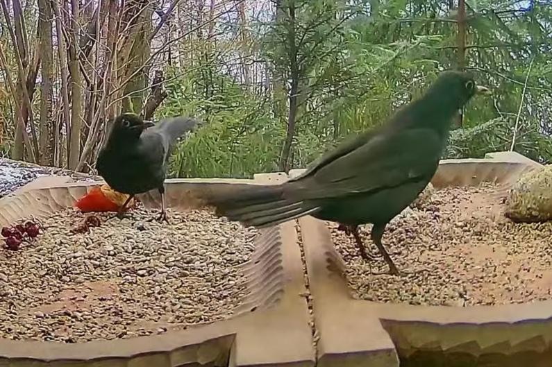 livebirdspoland_482d5d7b0077deb81d8d21c1d6f0a19a.jpg