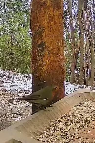 livebirdspoland_85a227adaeb8851c1b4347e29b1767f6.jpg