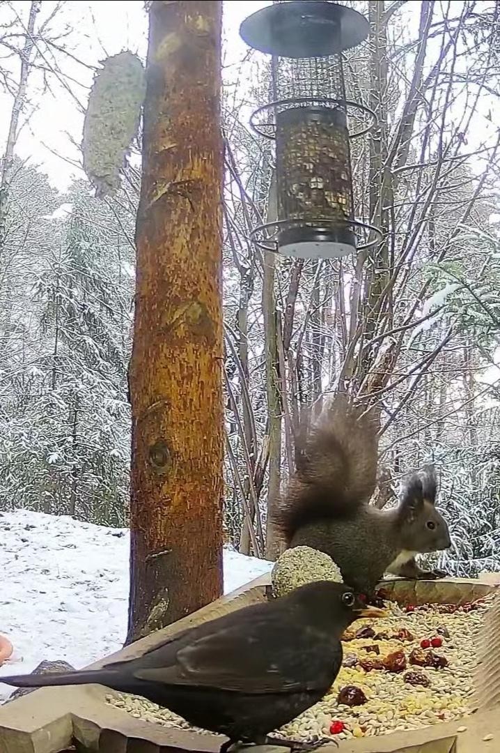 livebirdspoland_859ecdb52a7ab6e3a382f23141bf6056.jpg