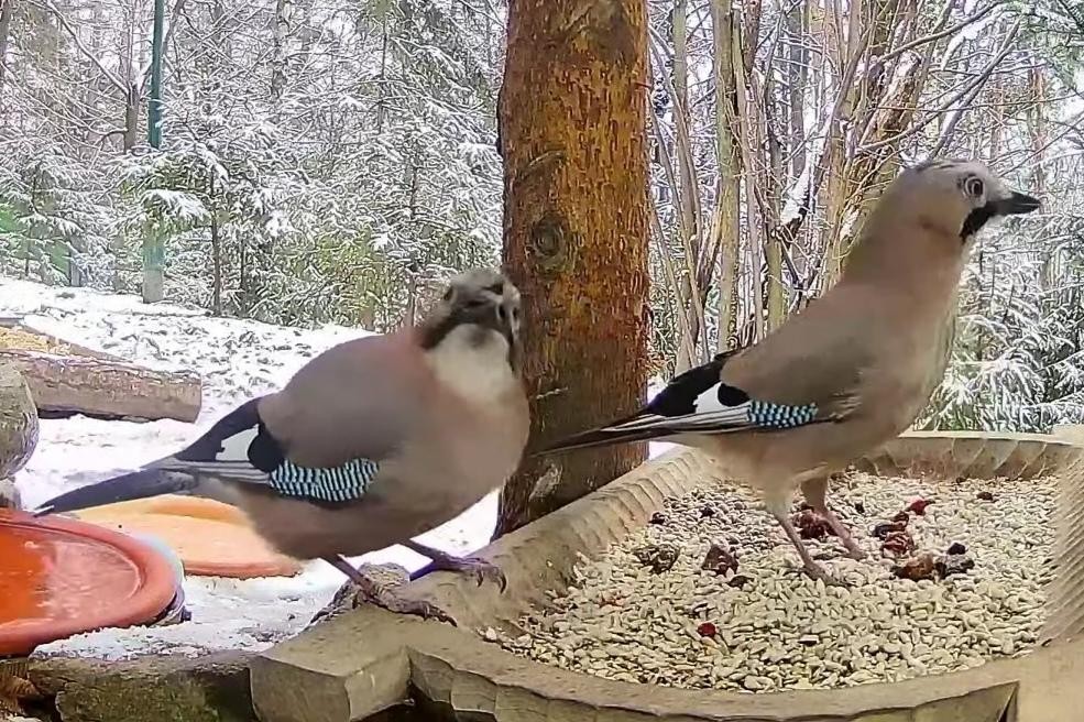 livebirdspoland_378e0fc009aef3205ae9387c8d104a02.jpg