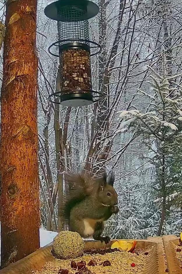 livebirdspoland_0ba239e230b00e0a48da22c1f5e68f8f.jpg