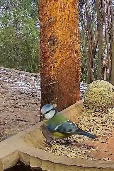 livebirdspoland_70f3fe813e534adc57ae597e16cd7994.jpg