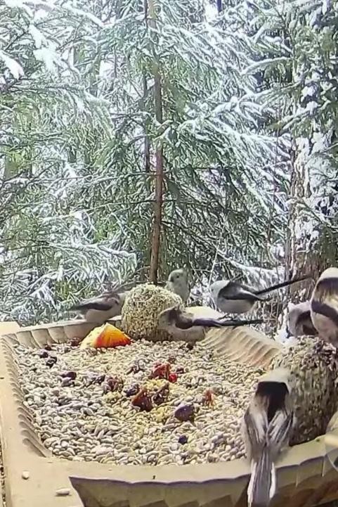 livebirdspoland_0530bec50129f6ca44afea4350fef8aa.jpg