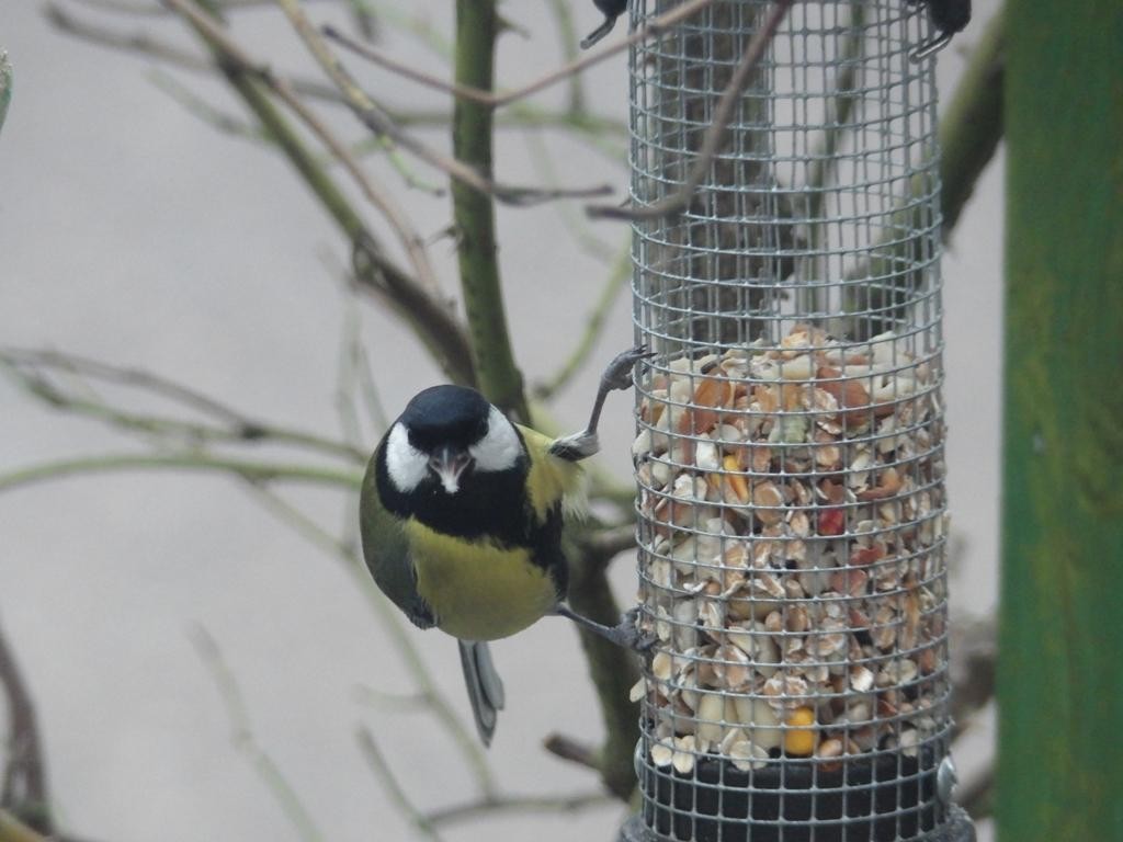 livebirdspoland_bb616c9487595ee4d92cbc5d6ddd79d8.jpg